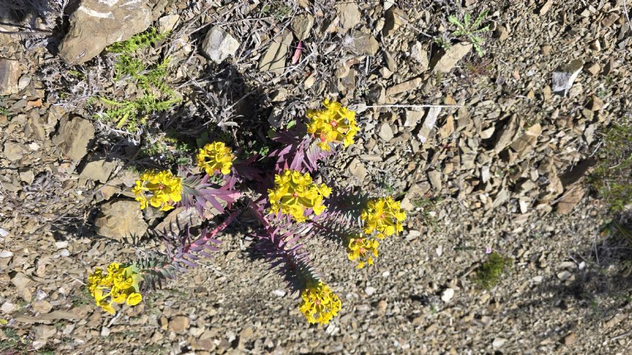 טרק המנליון